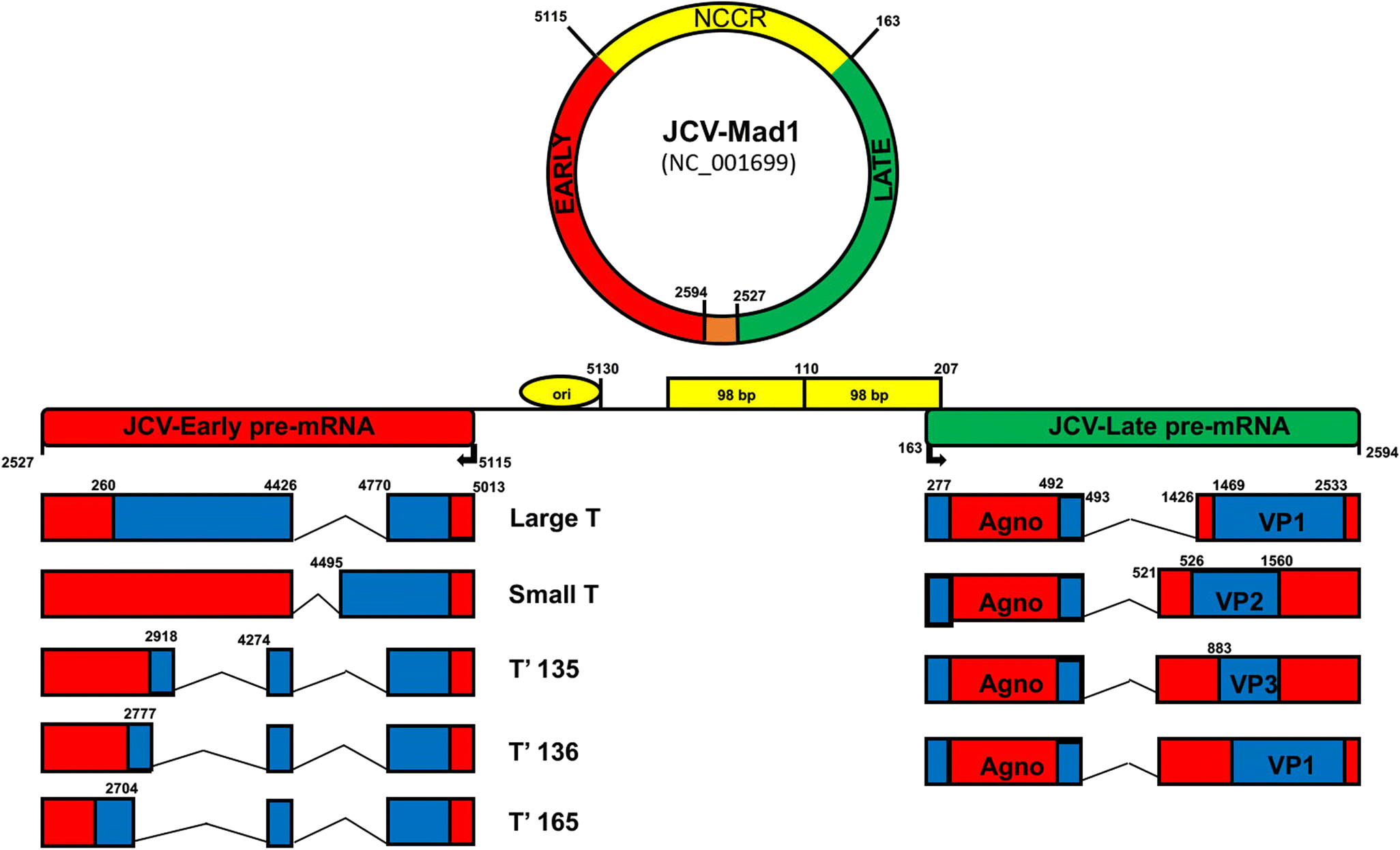 Figure 1 Host Immune Interactions In Jc Virus Reactivation And Development Of Progressive Multifocal Leukoencephalopathy Pml Springerlink Figure 1 Host Immune Interactions In Jc Virus Reactivation And Development Of Progressive Multifocal Leukoencephalopathy Pml Springerlink