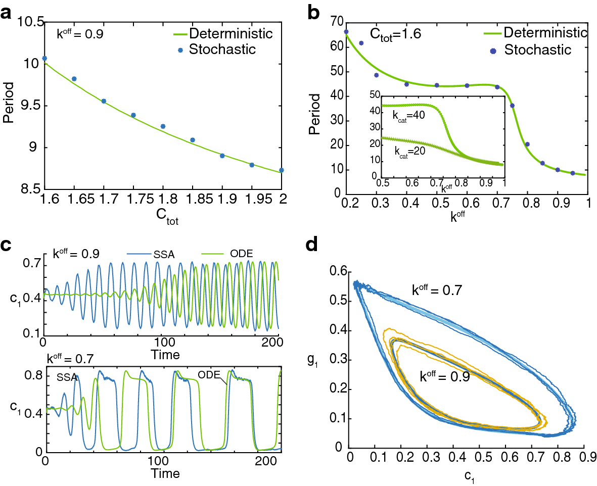 Figure 8 Comparison Of Deterministic And Stochastic Regime In A Model For Cdc42 Oscillations In Fission Yeast Springerlink