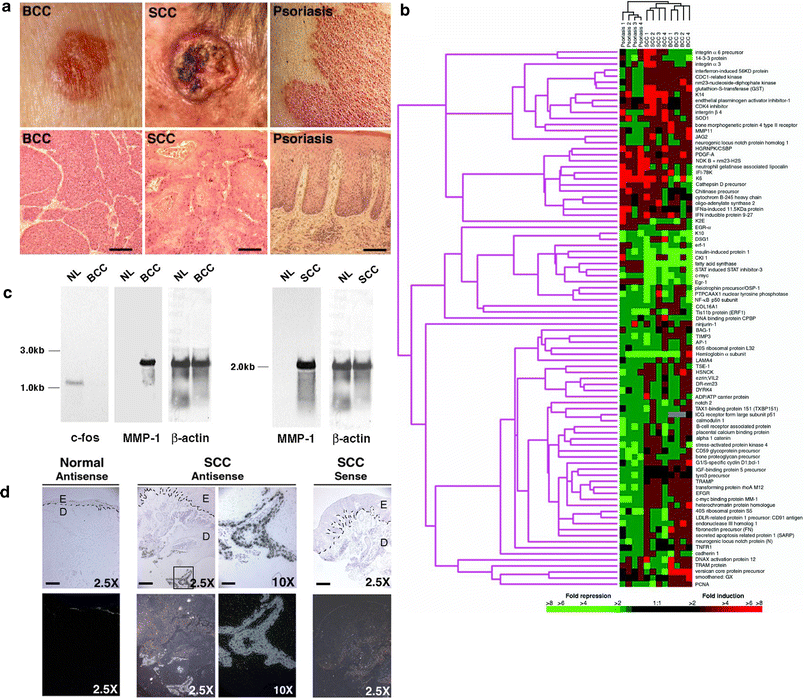 Fig. 1