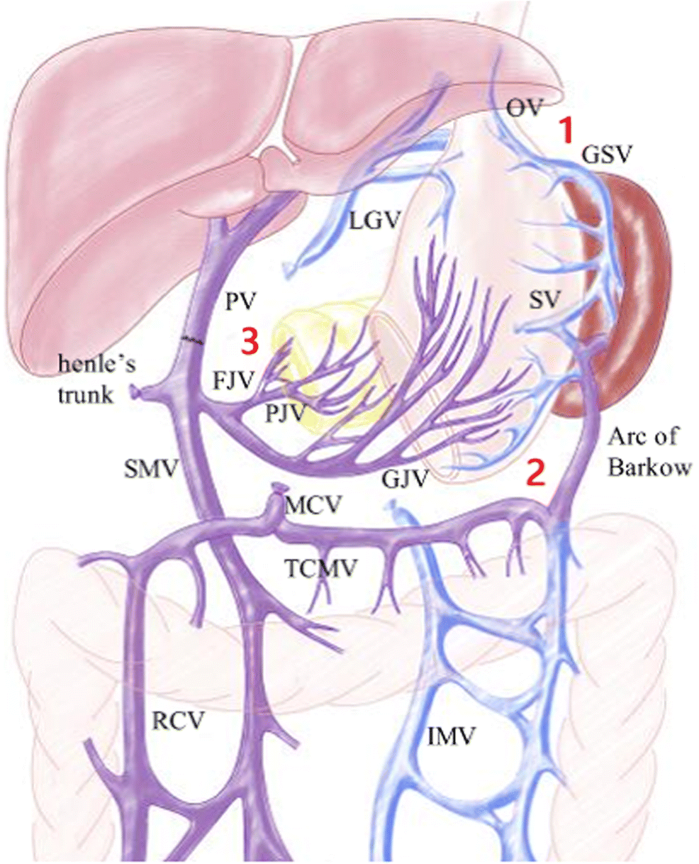 coronary vein portal hypertension