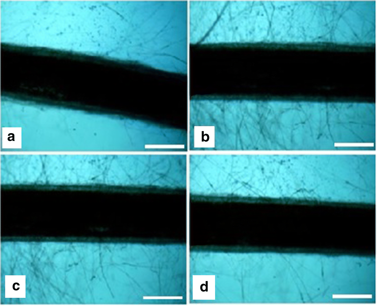 Figure 3 Maximization Of Micropropagule Production In Banana Cultivars Grand Naine a And Elakki Ab Springerlink