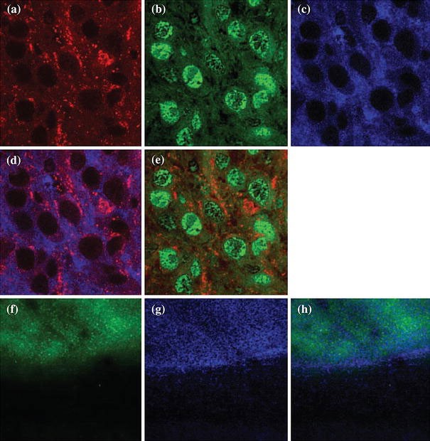 Figure 13