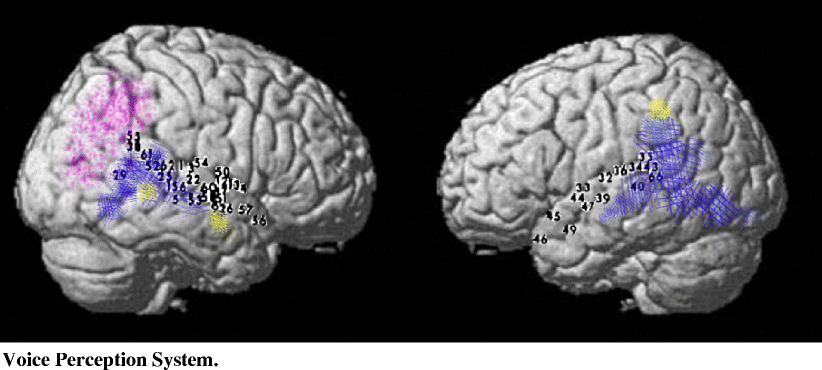 A Cognitive Neuroscience View Of Schizophrenic Symptoms Abnormal Activation Of A System For Social Perception And Communication Springerlink