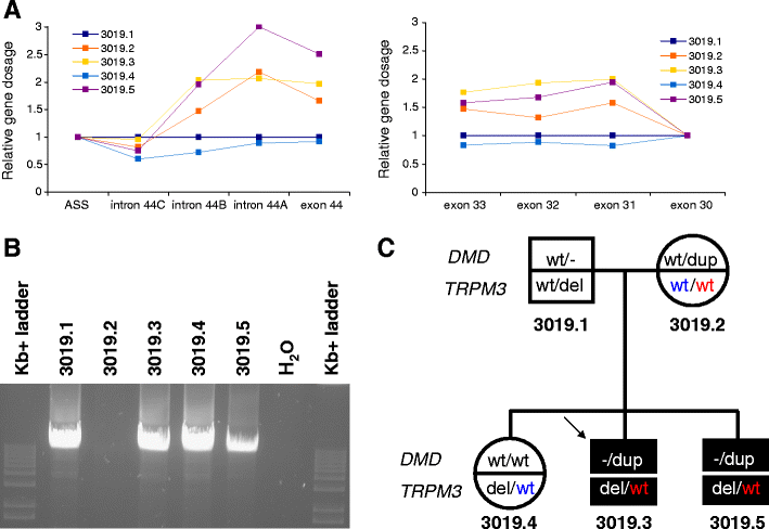 Fig. 1