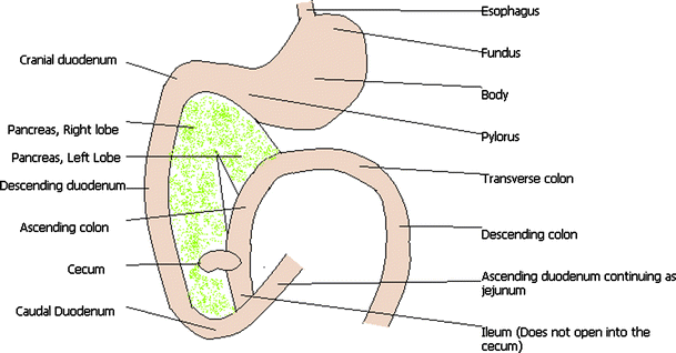 Figure 3 Animal Models In Bariatric Surgery A Review Of The Surgical Techniques And Postsurgical Physiology Springerlink