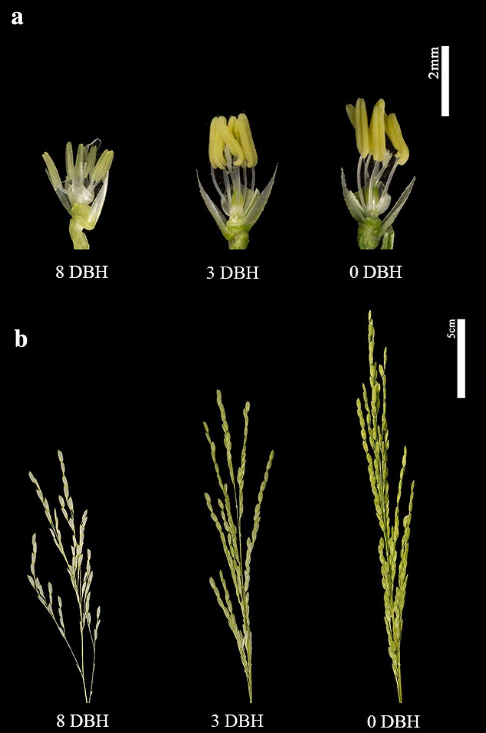 Figure 1 Monitoring Rice Anther Proteome Expression Patterns During Pollen Development Springerlink