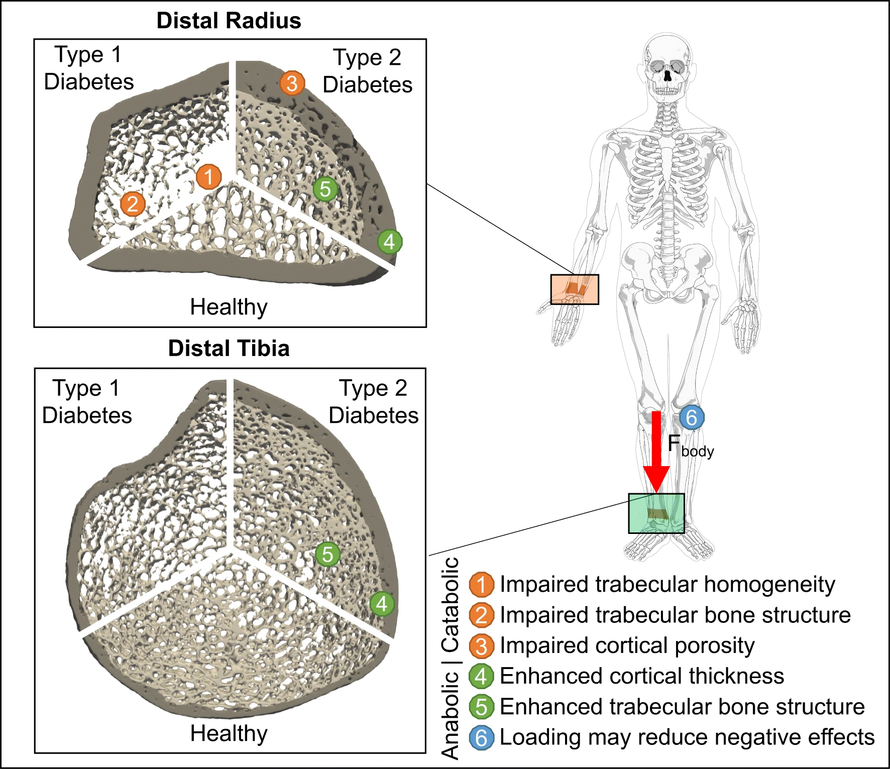 Graphical Abstract