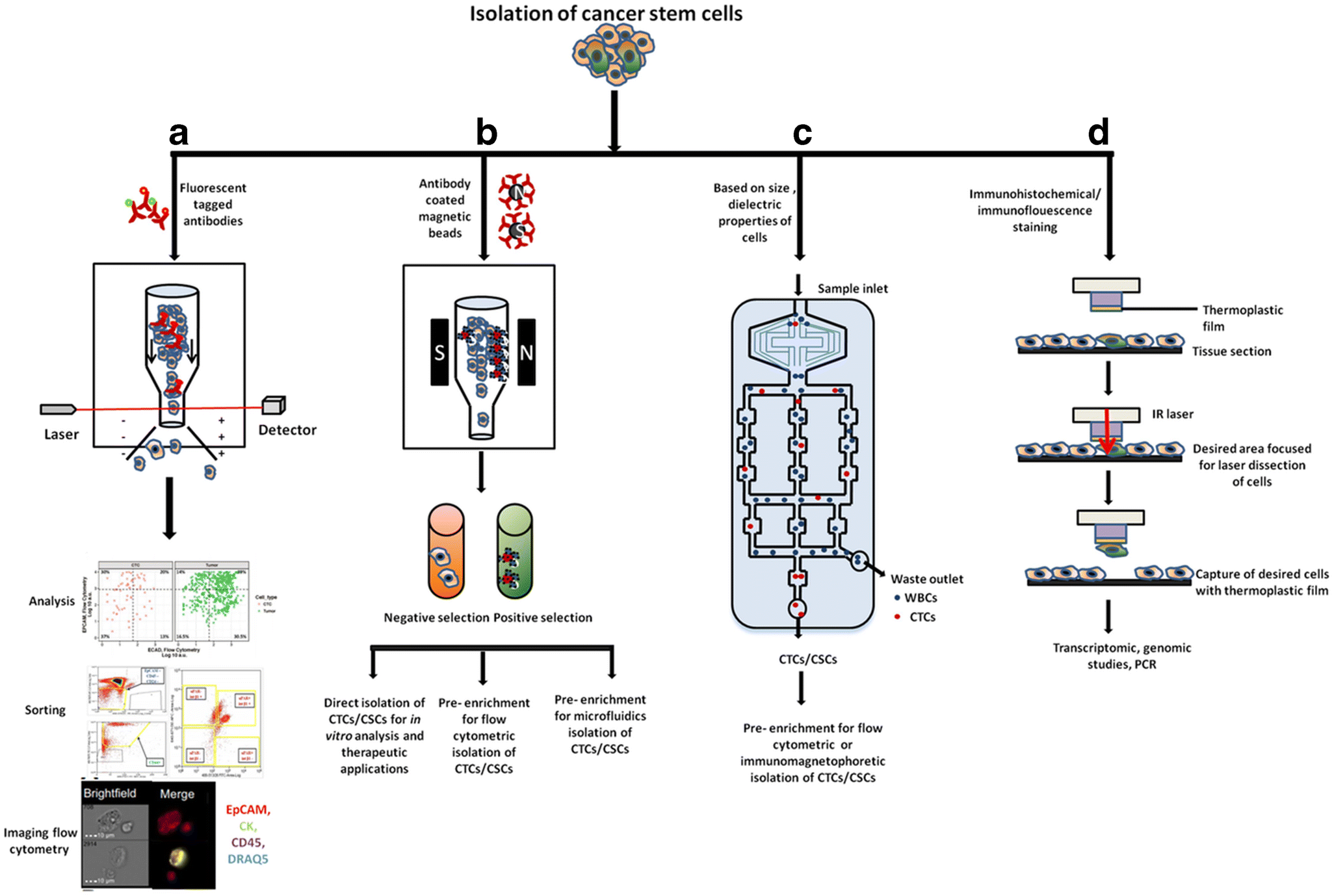 Figure 1 | Advancements in Cancer Stem Cell Isolation and Characterization  | SpringerLink