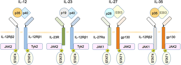 Figure 1 Il 35 And Autoimmunity A Comprehensive Perspective Springerlink