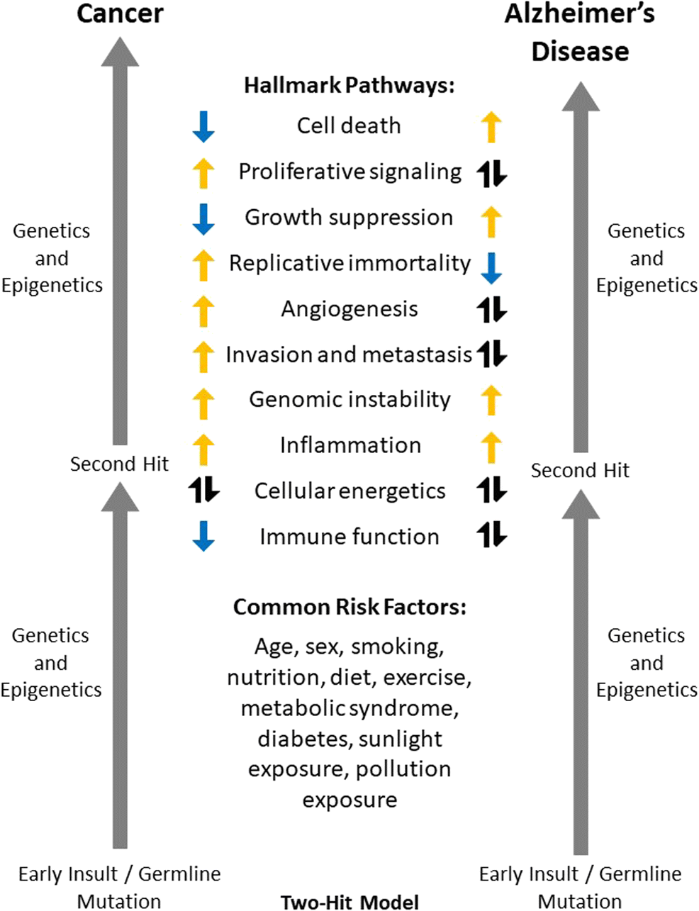 Figure 2 | Biological Hallmarks of Cancer in Alzheimer's Disease |  SpringerLink