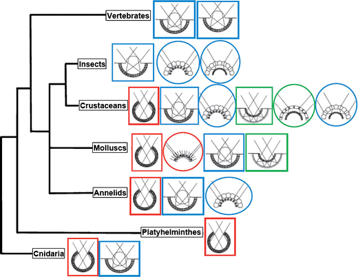 Fig. 6