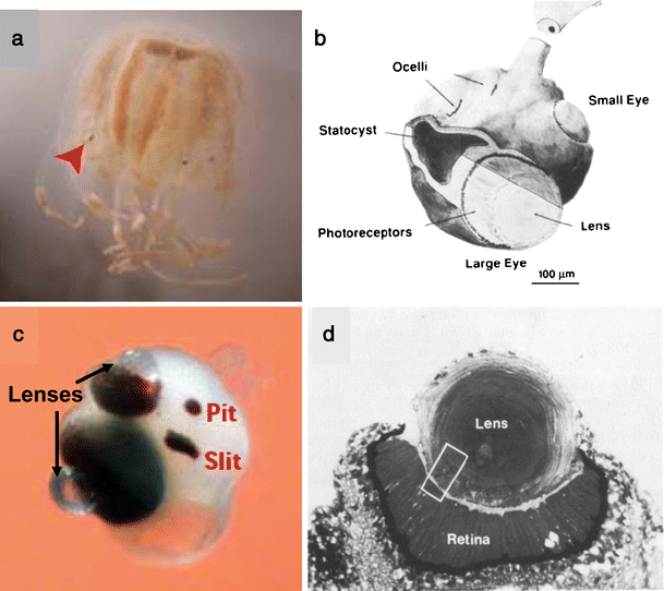 Fig. 6