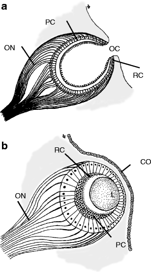 Fig. 1