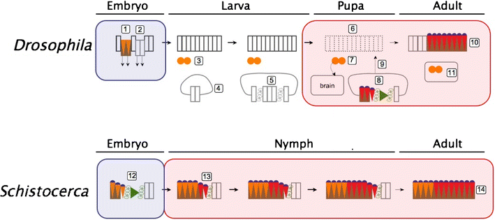 Fig. 7