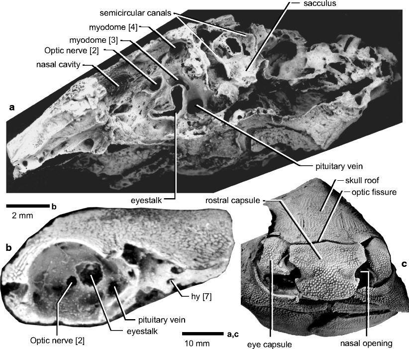 Fig. 4