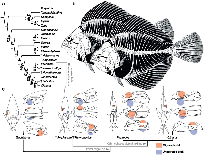 Fig. 1