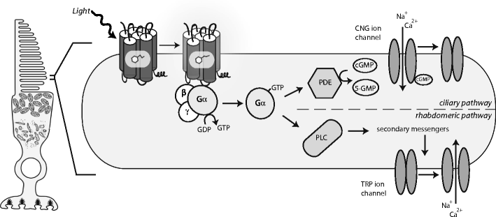 Fig. 4