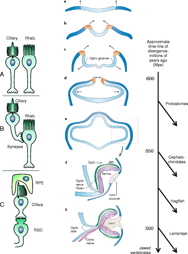 Fig. 1