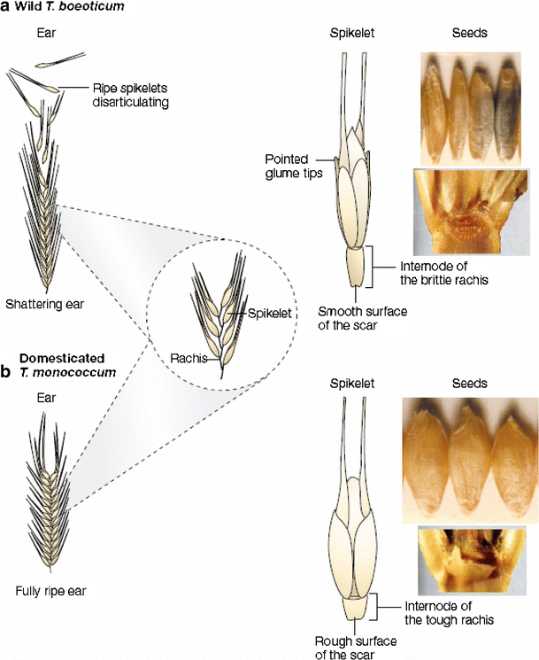 Fig. 5