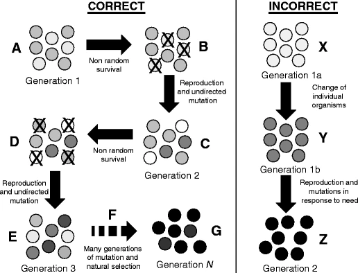 https://media.springernature.com/full/springer-static/image/art%3A10.1007%2Fs12052-009-0128-1/MediaObjects/12052_2009_128_Fig2_HTML.gif?as=webp