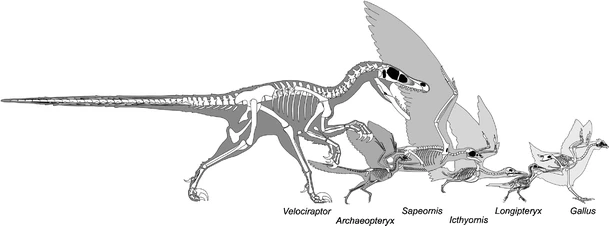 How birds have evolved