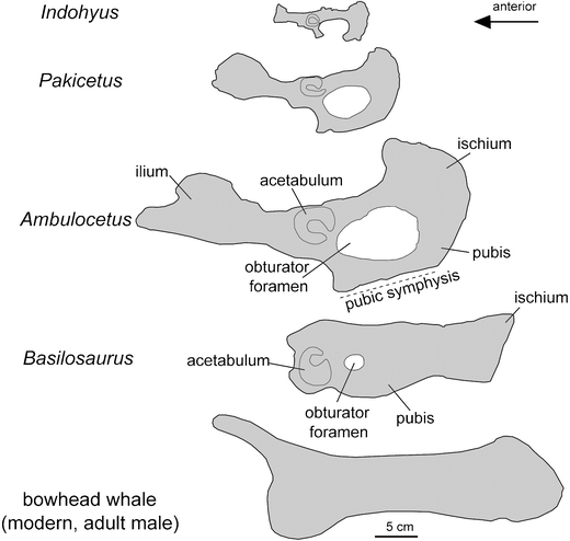 Fig. 26