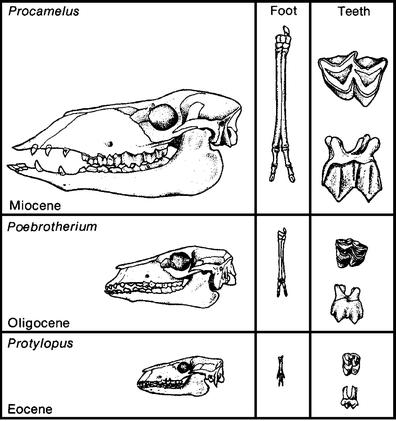 Fig. 9