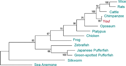 platypus evolution tree