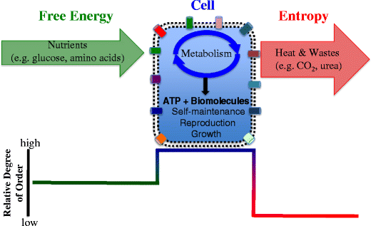 Fig. 1