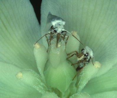 The white moth to the right lays eggs from her abdomen into the base of the exposed ovule, while the moth to the left packs pollen into the style of the flower with her tentacles. 