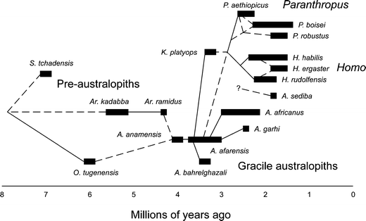 Image result for australopithecus sediba in evolution - chart