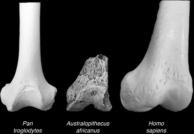 Fig. 8