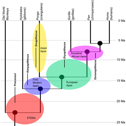 Fig. 1