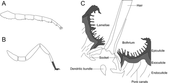 Fig. 8