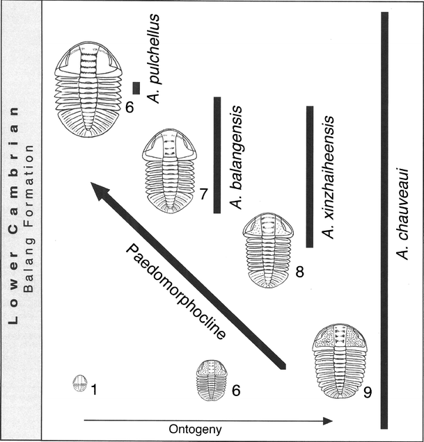 Fig. 8