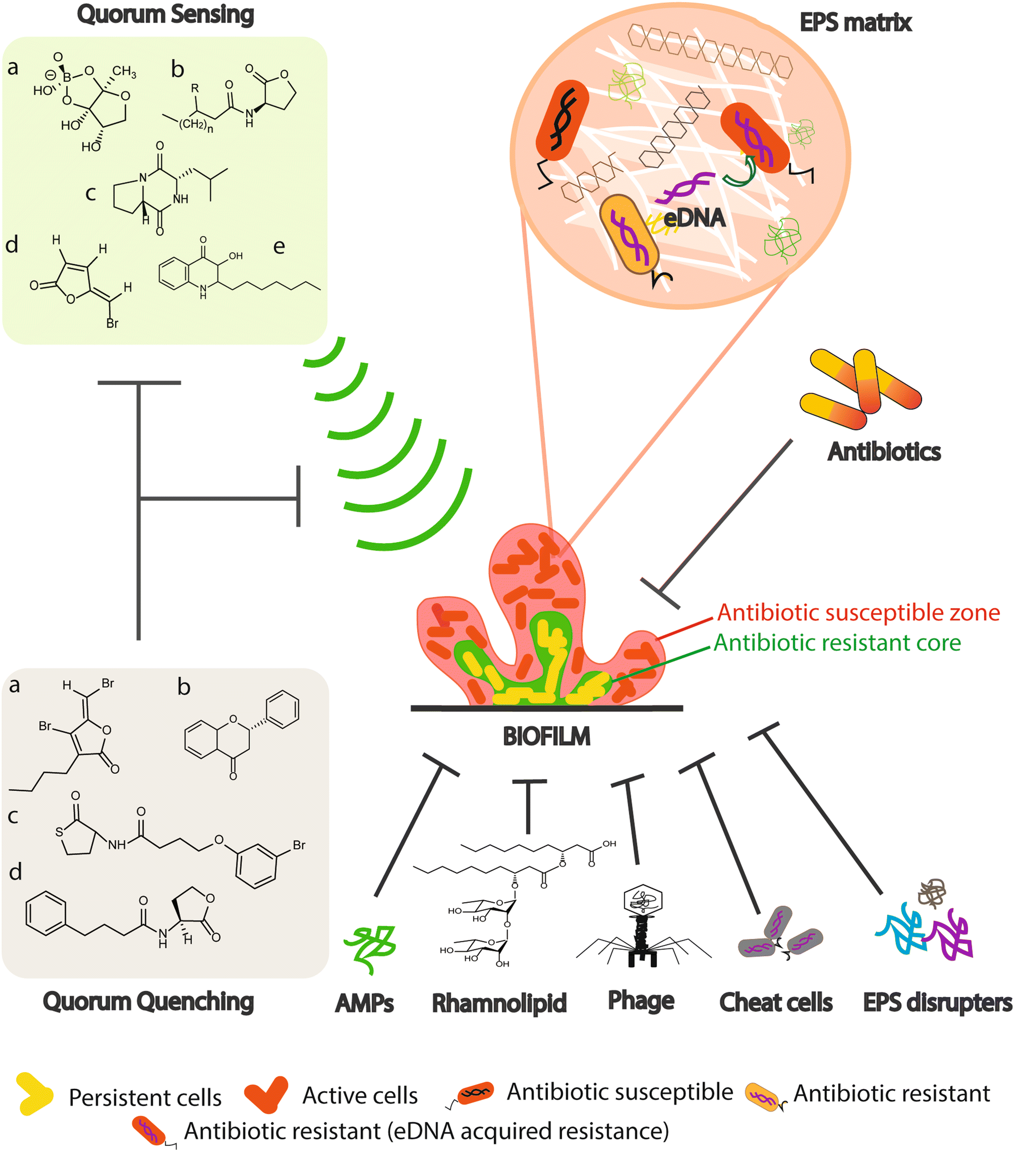 Figure 1 Biofilms Architecture Resistance Quorum Sensing And Control Mechanisms Springerlink