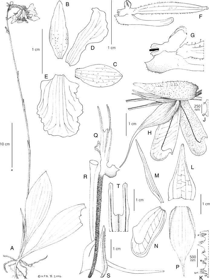 Fig. 11