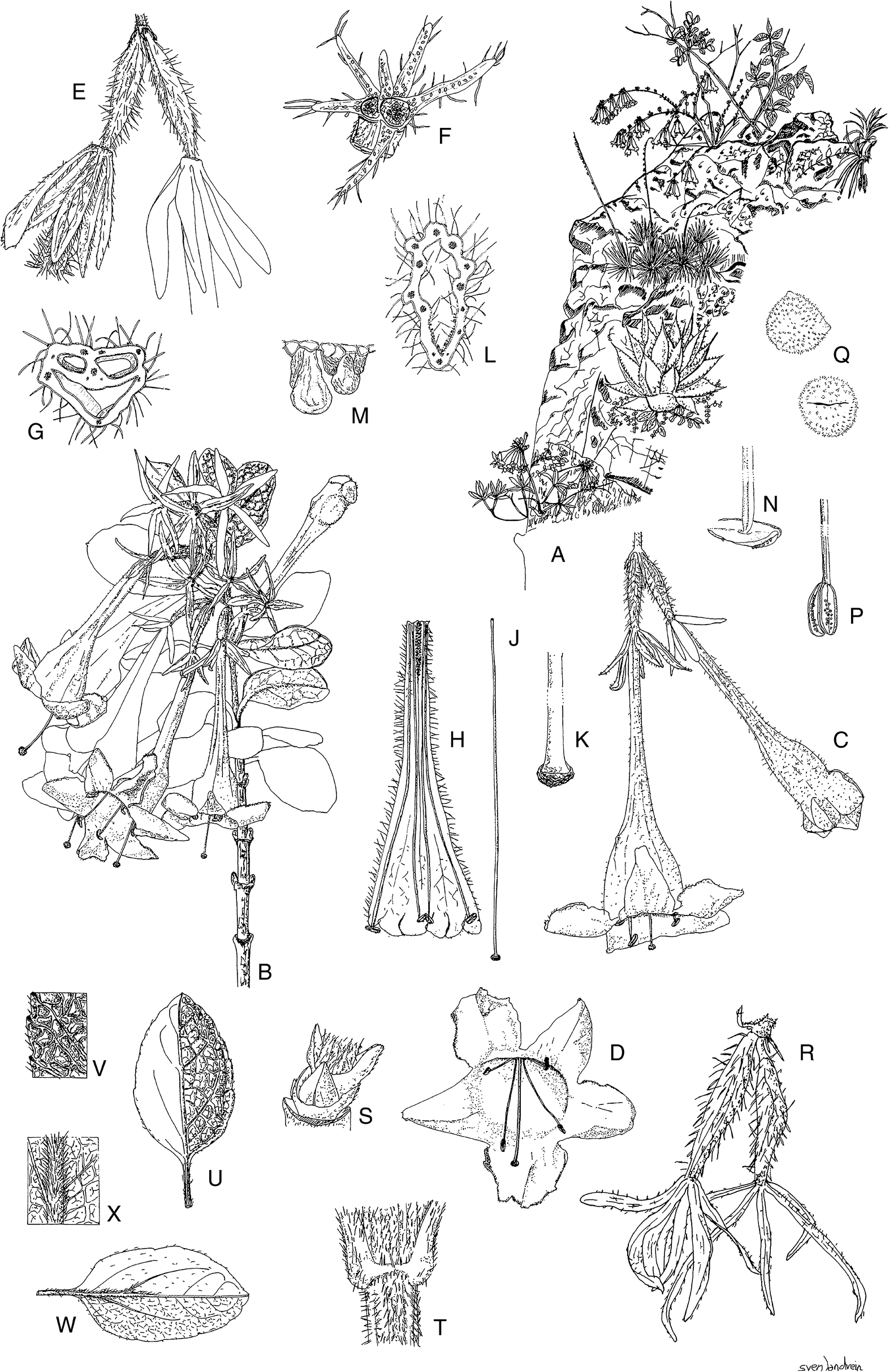 Figure 38 | A monograph of Caprifoliaceae: Linnaeeae | SpringerLink