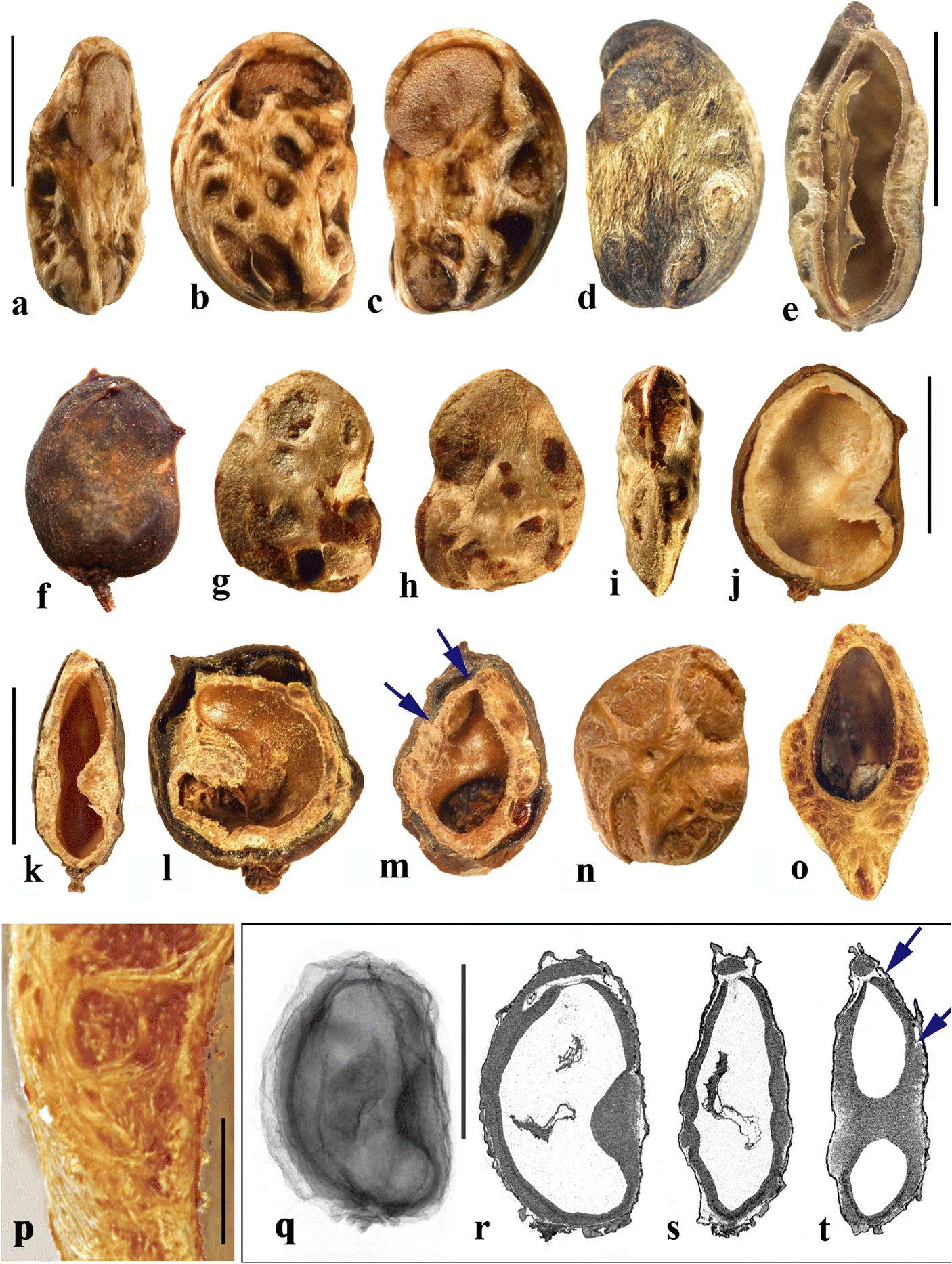 Figure 14 Fruit Morphology And Anatomy Of The Spondioid Anacardiaceae Springerlink
