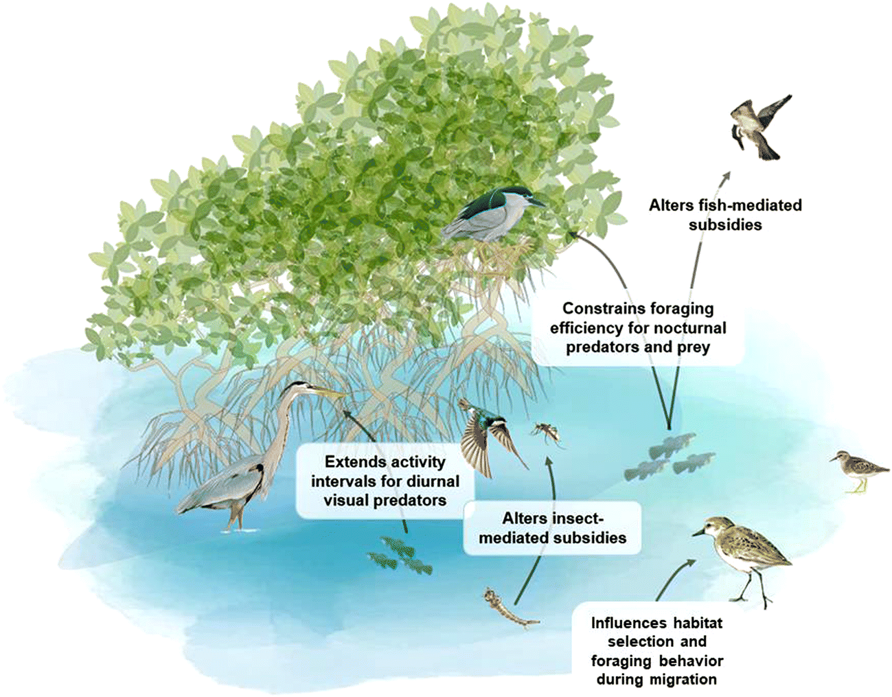 Figure 5 | Artificial Lighting at Night in Estuaries—Implications from  Individuals to Ecosystems | SpringerLink