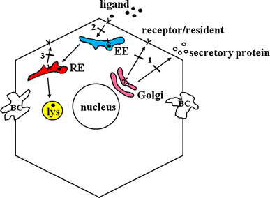 Fig. 1