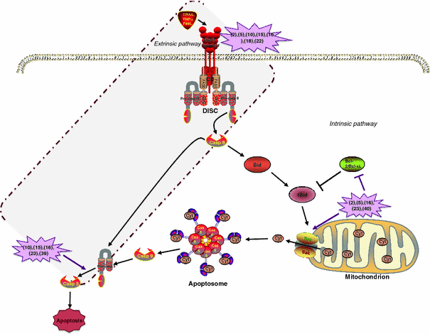 Fig. 6