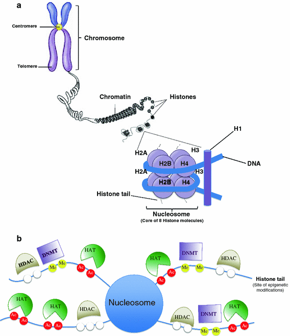 Fig. 1