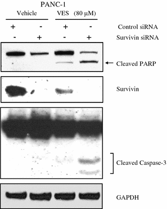 Fig. 6