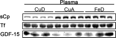 Fig. 6