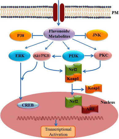 Fig. 1