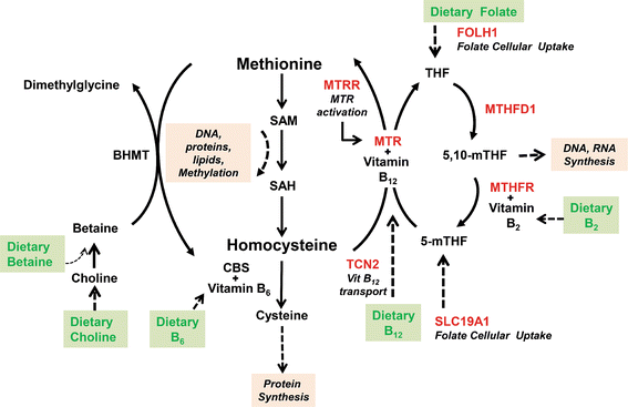 Fig. 1