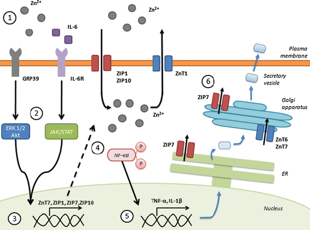 Fig. 4