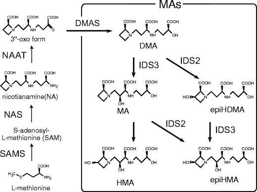 Fig. 1