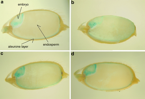 Fig. 8